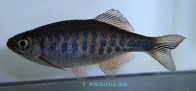 Barred danio (Devario pathirana)