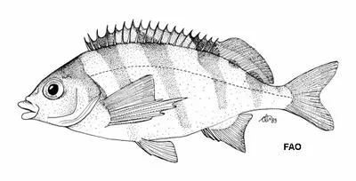 Barred fingerfin (Cheilodactylus pixi)