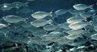 Barred flagtail (Kuhlia mugil)