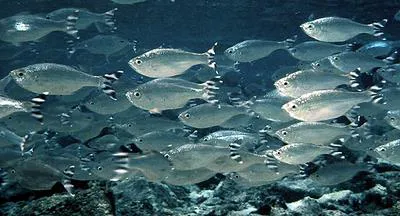 Barred flagtail (Kuhlia mugil)