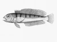 Barred grubfish (Parapercis allporti)