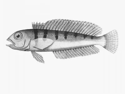 Barred grubfish (Parapercis allporti)