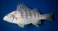 Barred grunt (Conodon nobilis)
