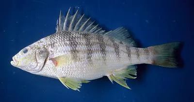 Barred grunt (Conodon nobilis)