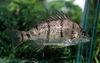 Barred grunter (Amniataba percoides)
