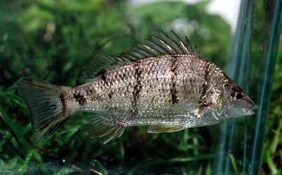 Barred grunter (Amniataba percoides)