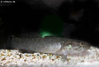 Barred gudgeon (Bostrychus zonatus)