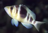Barred hamlet (Hypoplectrus puella)