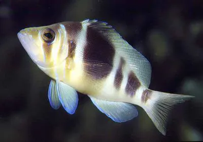 Barred hamlet (Hypoplectrus puella)