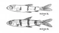 Barred hemiodus (Hemiodus quadrimaculatus)