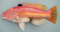 Barred hogfish (Bodianus scrofa)