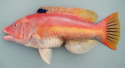 Barred hogfish (Bodianus scrofa)