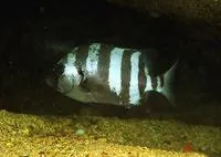 Barred knifejaw (Oplegnathus fasciatus)