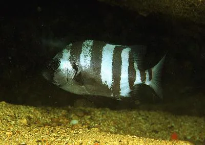 Barred knifejaw (Oplegnathus fasciatus)