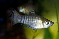 Barred livebearer (Carlhubbsia stuarti)