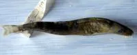 Barred loach (Nemacheilus fasciatus)