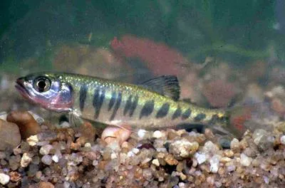 Barred minnow (Opsaridium zambezense)