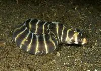 Barred moray (Echidna polyzona)