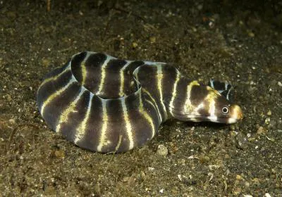 Barred moray (Echidna polyzona)
