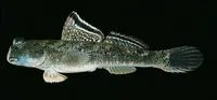 Barred mudskipper (Periophthalmus argentilineatus)