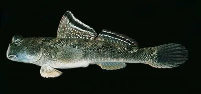 Barred mudskipper (Periophthalmus argentilineatus)