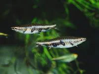 Barred pencilfish (Nannostomus espei)