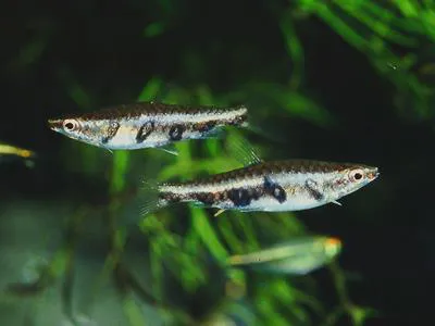 Barred pencilfish (Nannostomus espei)