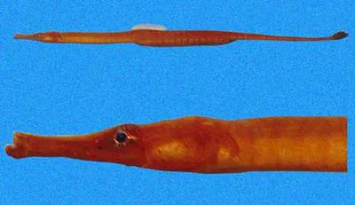 Barred pipefish (Syngnathus auliscus)