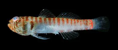 Barred pygmy goby (Eviota fasciola)