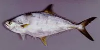 Barred queenfish (Scomberoides tala)