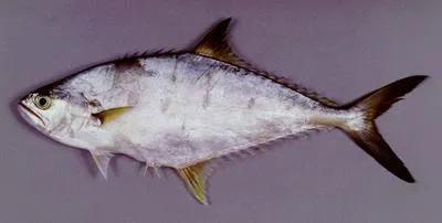Barred queenfish (Scomberoides tala)