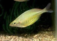 Barred rainbowfish (Chilatherina fasciata)