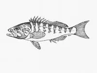 Barred rockcod (Serranus novemcinctus)