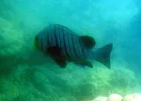 Barred rubberlip (Plectorhinchus plagiodesmus)