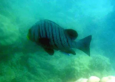 Barred rubberlip (Plectorhinchus plagiodesmus)