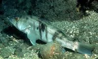 Barred sand bass (Paralabrax nebulifer)