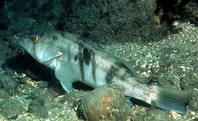 Barred sand bass (Paralabrax nebulifer)