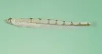 Barred sand burrower (Limnichthys fasciatus)