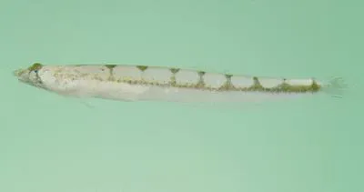 Barred sand burrower (Limnichthys fasciatus)