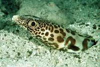 Barred sand conger (Ariosoma fasciatum)