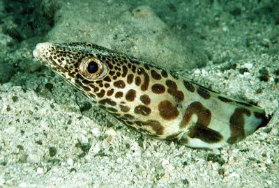 Barred sand conger (Ariosoma fasciatum)