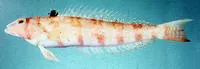 Barred sandperch (Parapercis nebulosa)