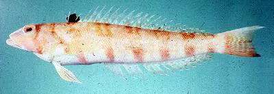 Barred sandperch (Parapercis nebulosa)