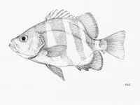 Barred seabass (Centrarchops chapini)