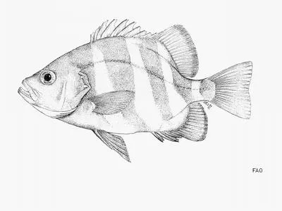 Barred seabass (Centrarchops chapini)