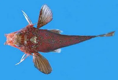 Barred searobin (Bellator loxias)