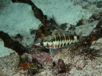 Barred serrano (Serranus psittacinus)