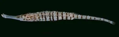 Barred shortbody pipefish (Choeroichthys cinctus)