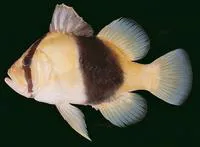 Barred soapfish (Diploprion bifasciatum)