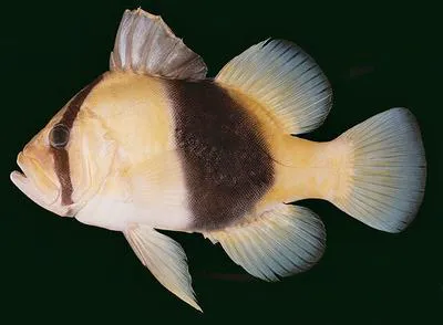 Barred soapfish (Diploprion bifasciatum)